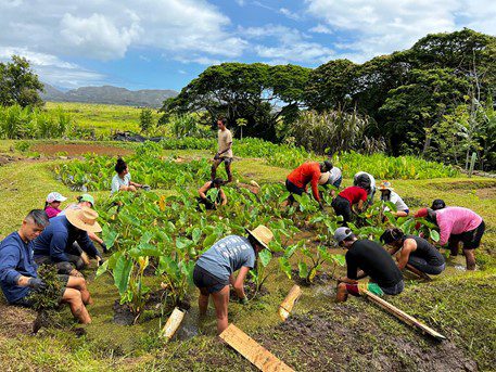 Lo’i Work Day-2022